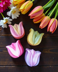 Tulip