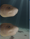 Jaws 3D