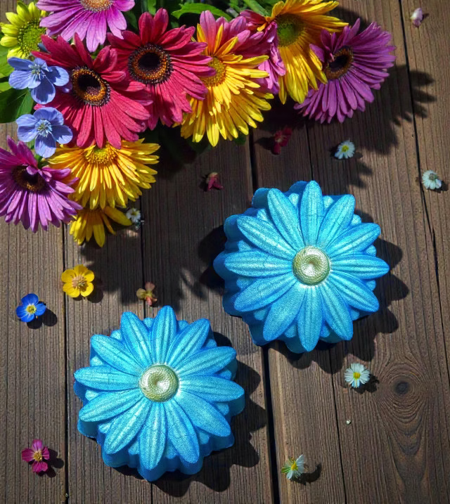 Gerbera Daisy